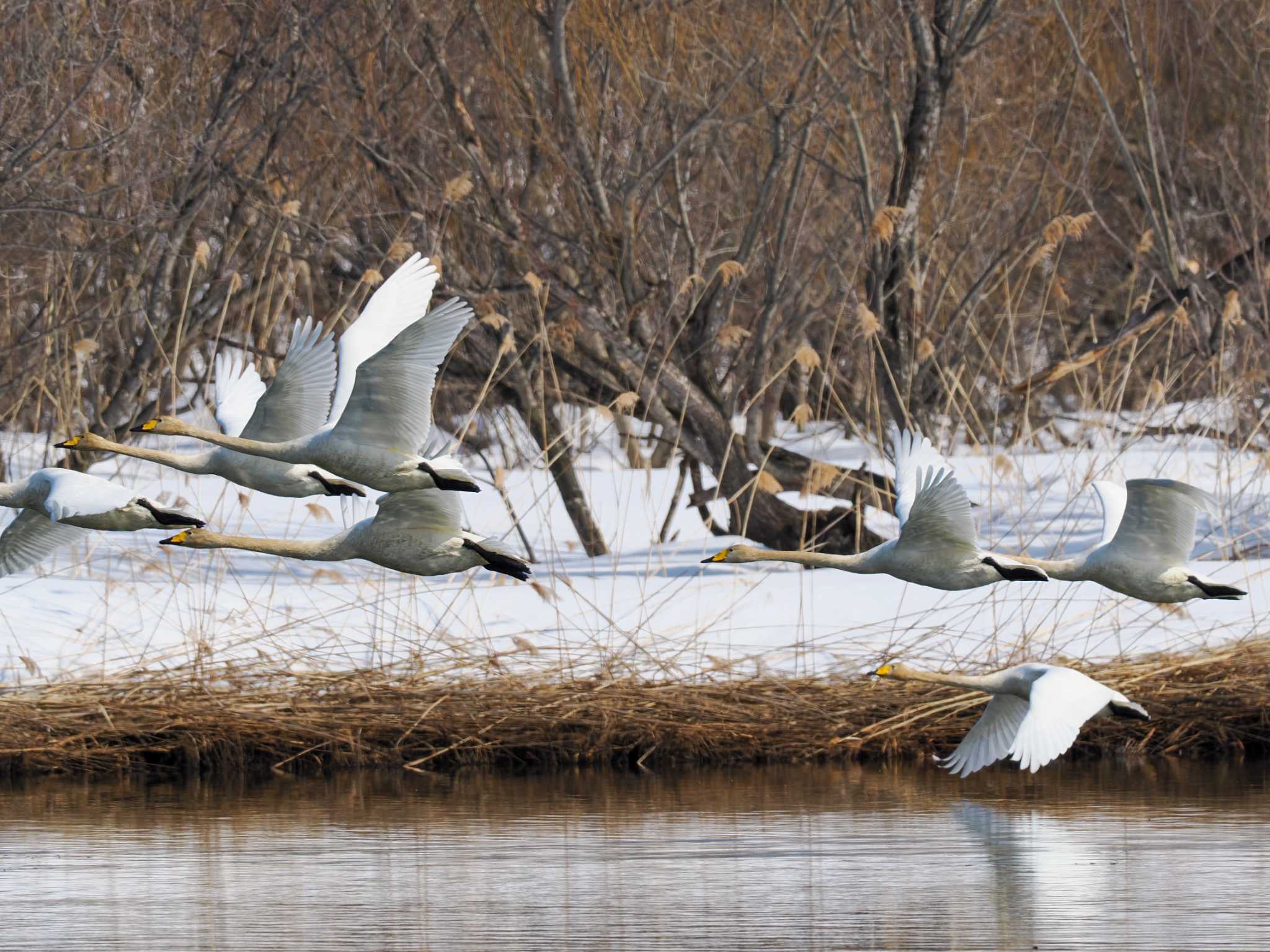 Photo of Whooper Swan at 石狩 茨戸川 by 98_Ark (98ｱｰｸ)