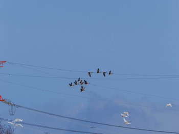 ヒシクイ 石狩 茨戸川 2024年3月20日(水)