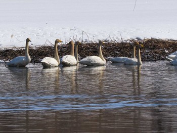 オオハクチョウ 石狩 茨戸川 2024年3月20日(水)