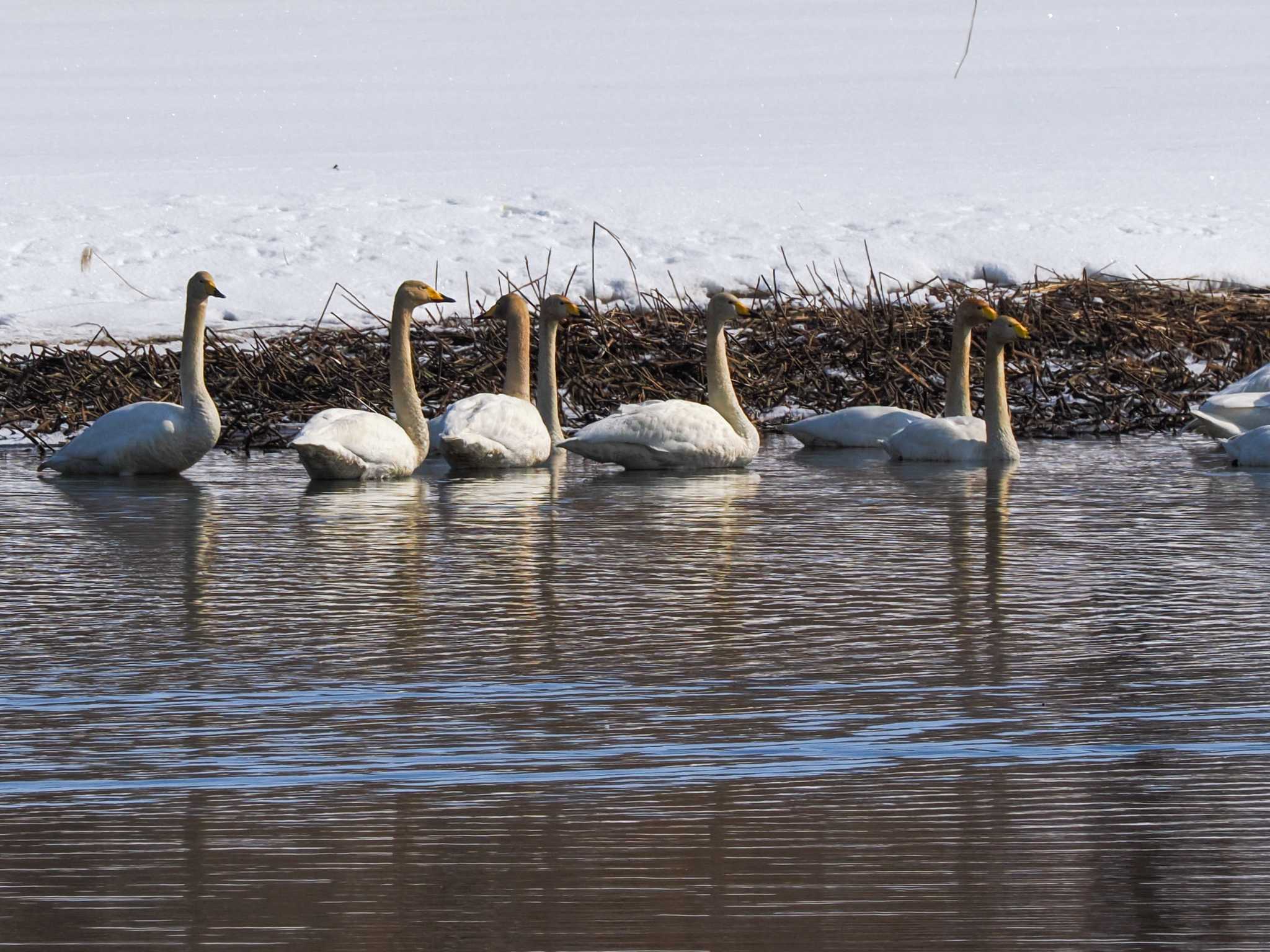 Photo of Whooper Swan at 石狩 茨戸川 by 98_Ark (98ｱｰｸ)