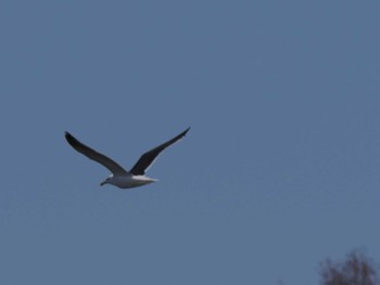 Slaty-backed Gull 石狩 茨戸川 Wed, 3/20/2024