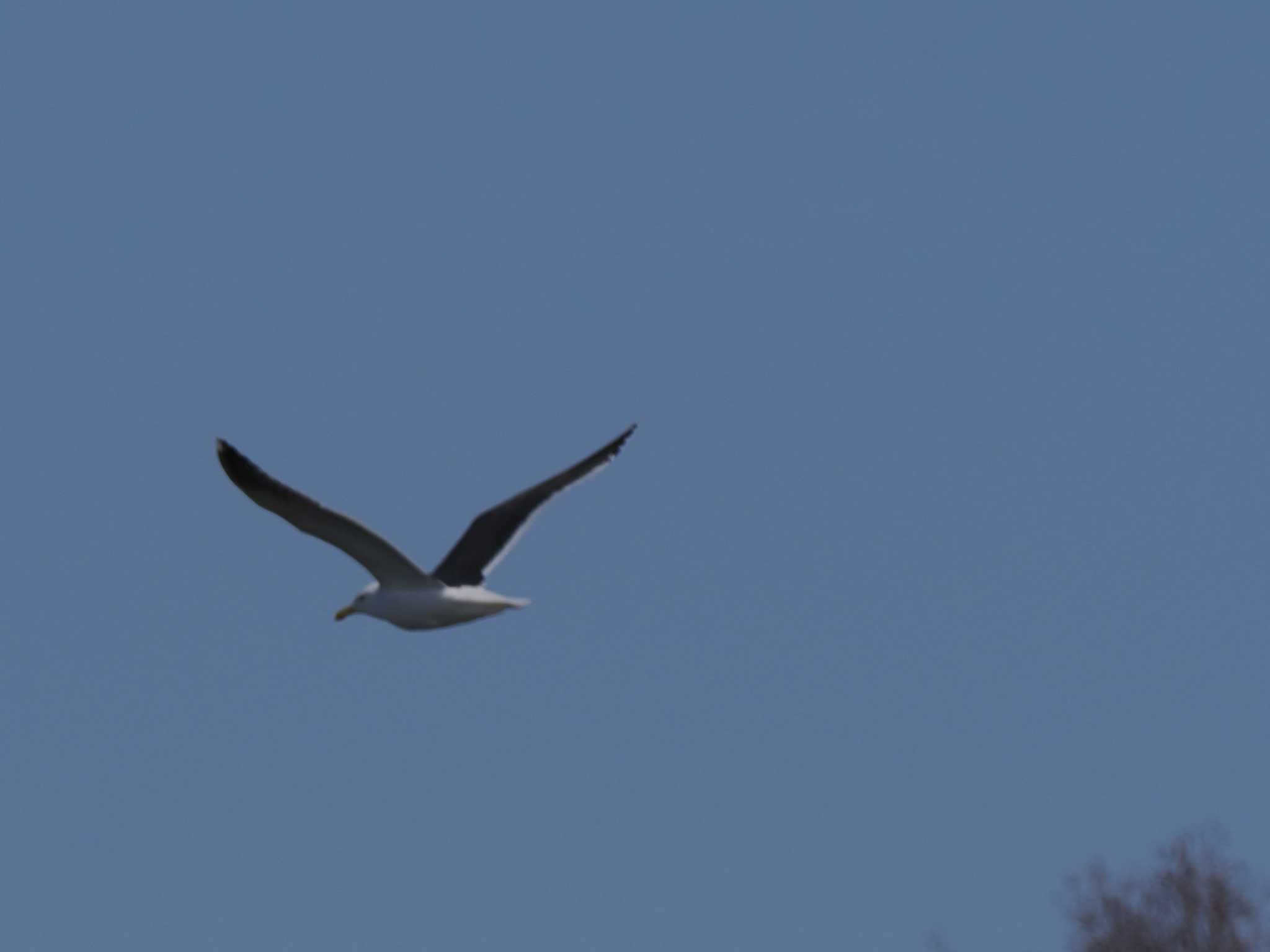 Photo of Slaty-backed Gull at 石狩 茨戸川 by 98_Ark (98ｱｰｸ)
