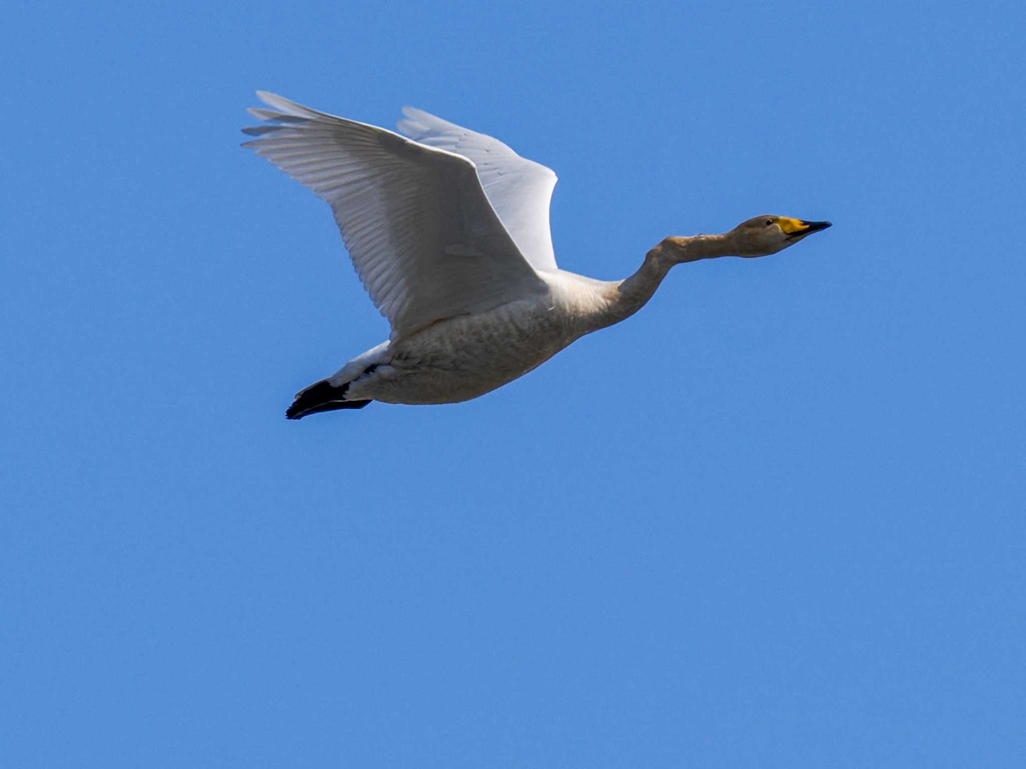 Photo of Whooper Swan at 石狩 茨戸川 by 98_Ark (98ｱｰｸ)