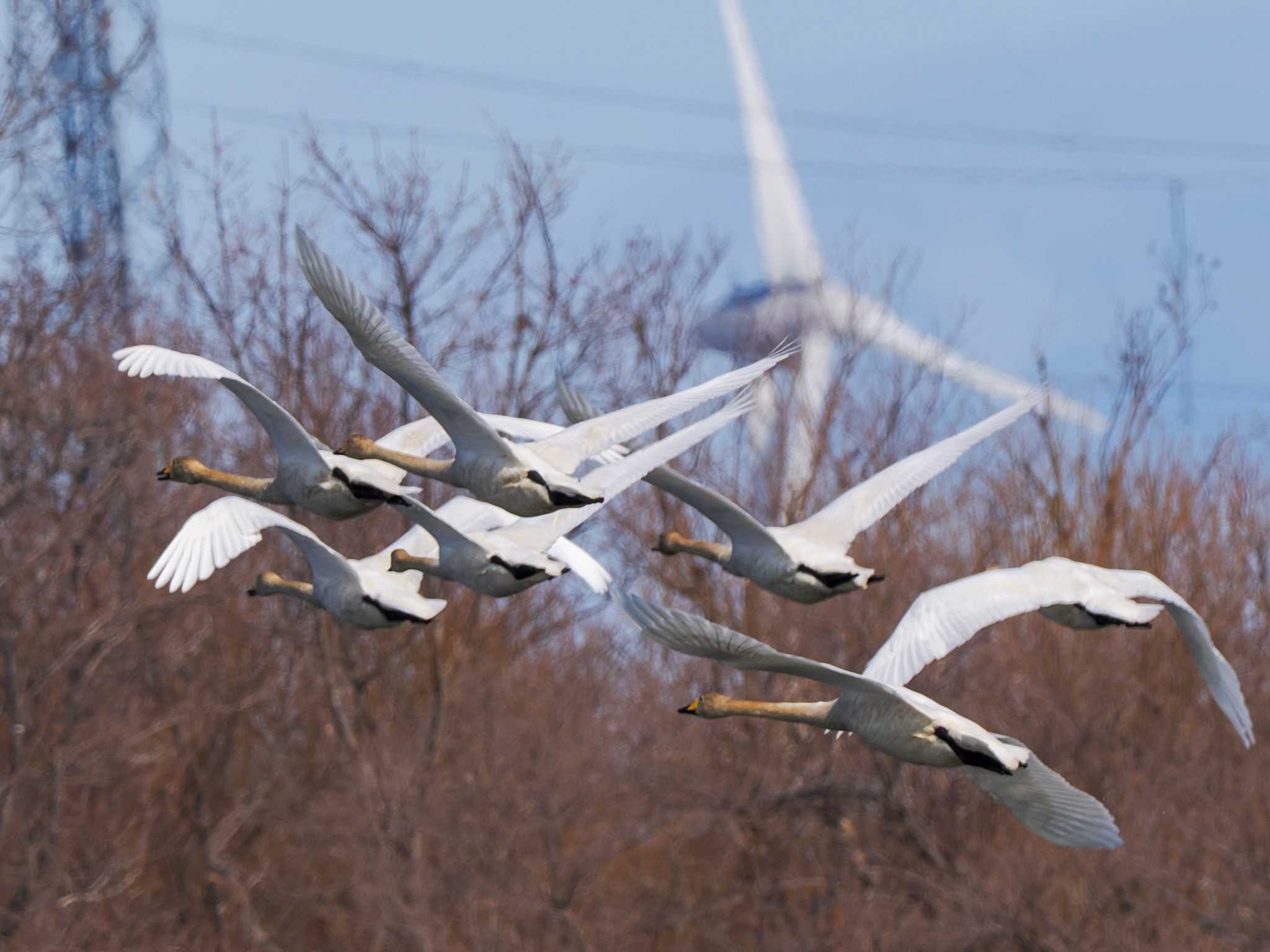 Photo of Whooper Swan at 石狩 茨戸川 by 98_Ark (98ｱｰｸ)