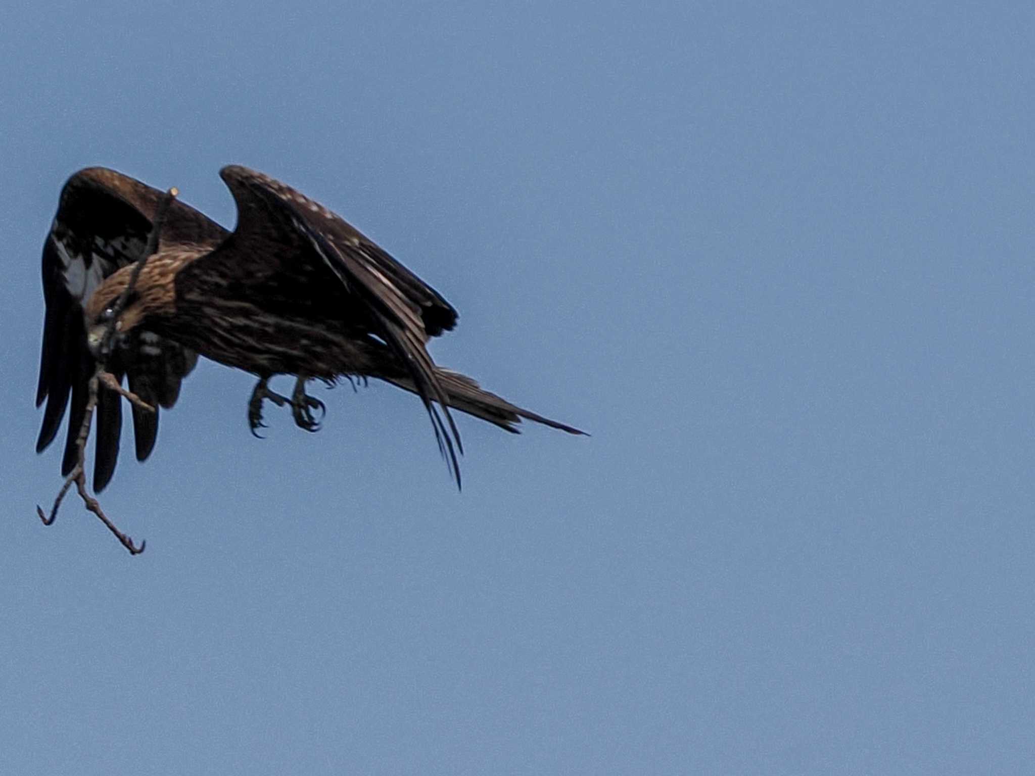 Black Kite