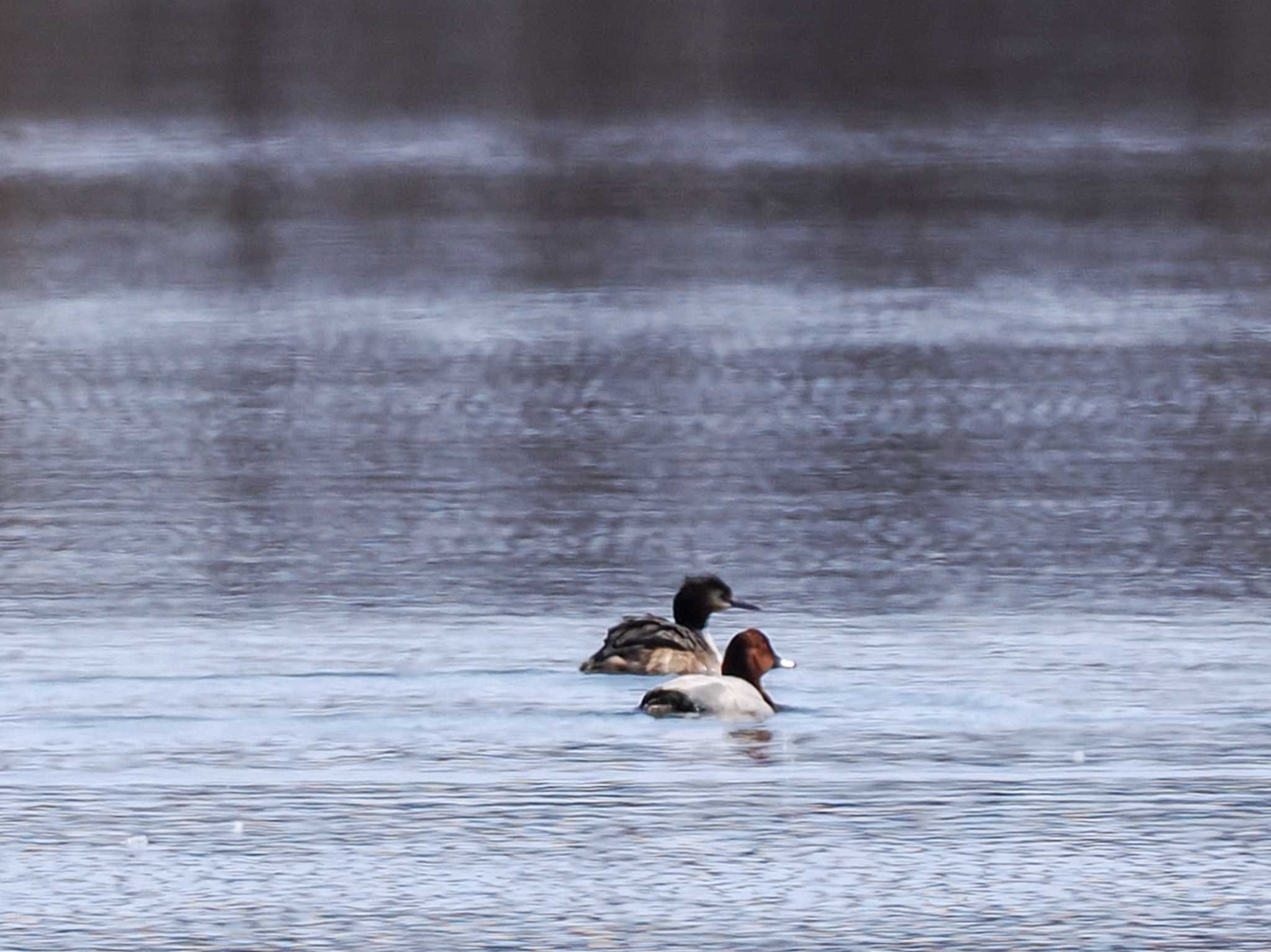 Eurasian Wigeon