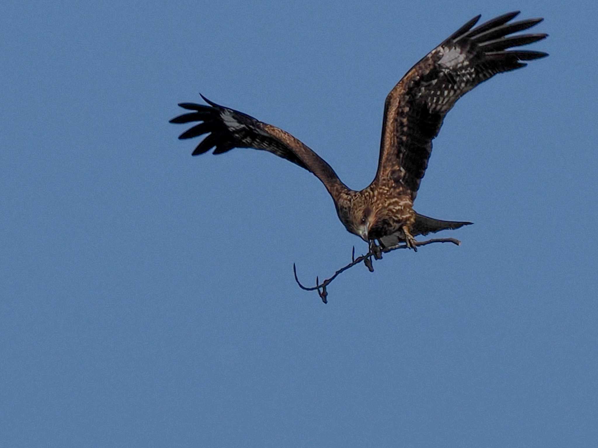 Black Kite