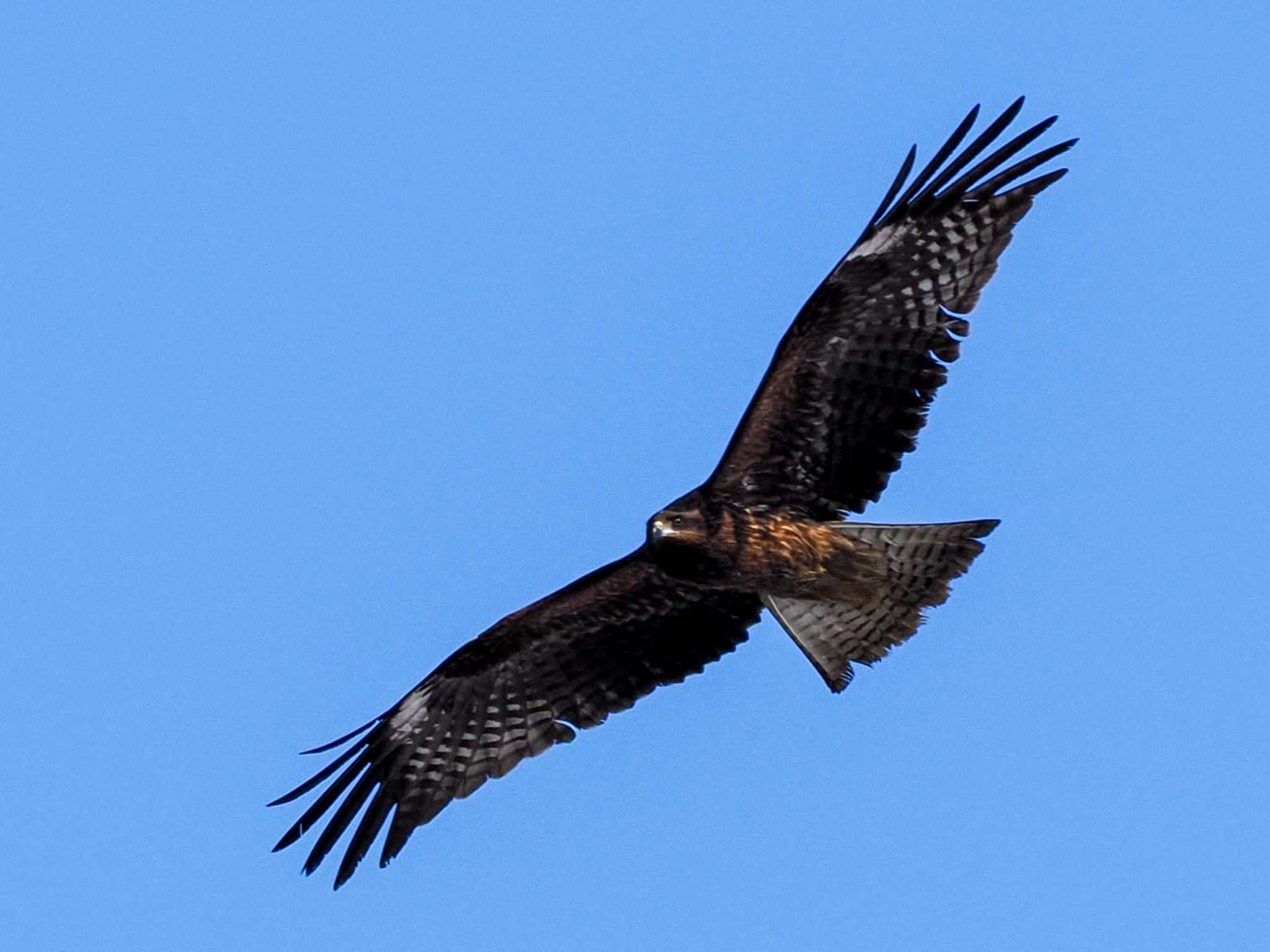 Black Kite