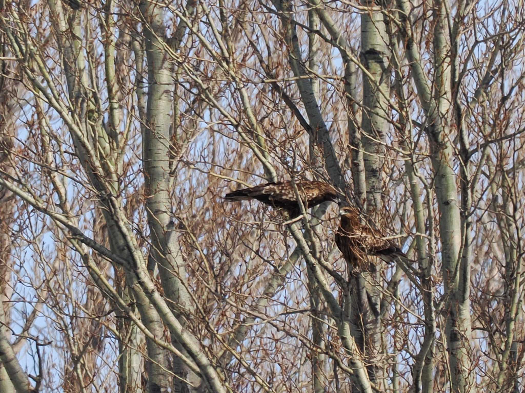 Photo of Black Kite at 石狩 茨戸川 by 98_Ark (98ｱｰｸ)