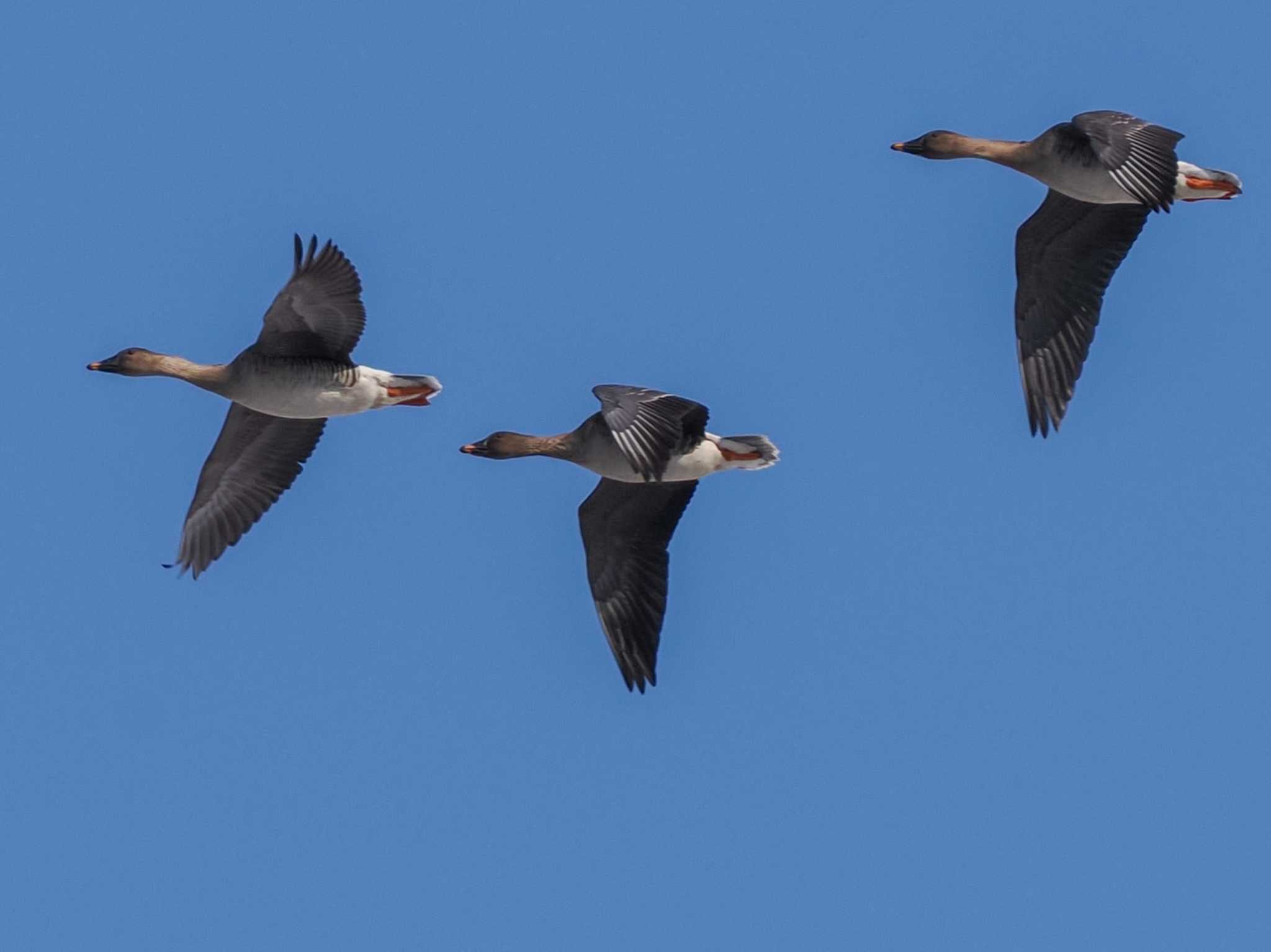 Tundra Bean Goose