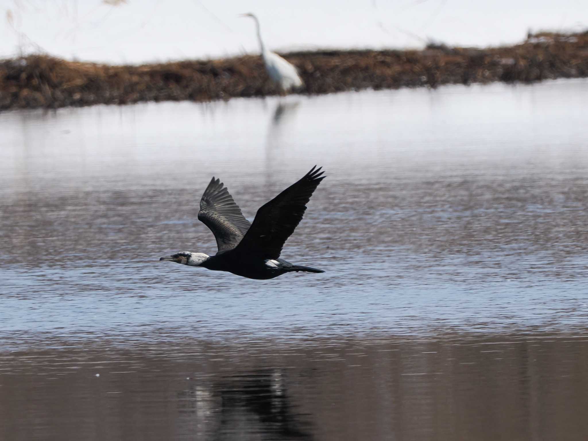 Photo of Great Cormorant at 石狩 茨戸川 by 98_Ark (98ｱｰｸ)