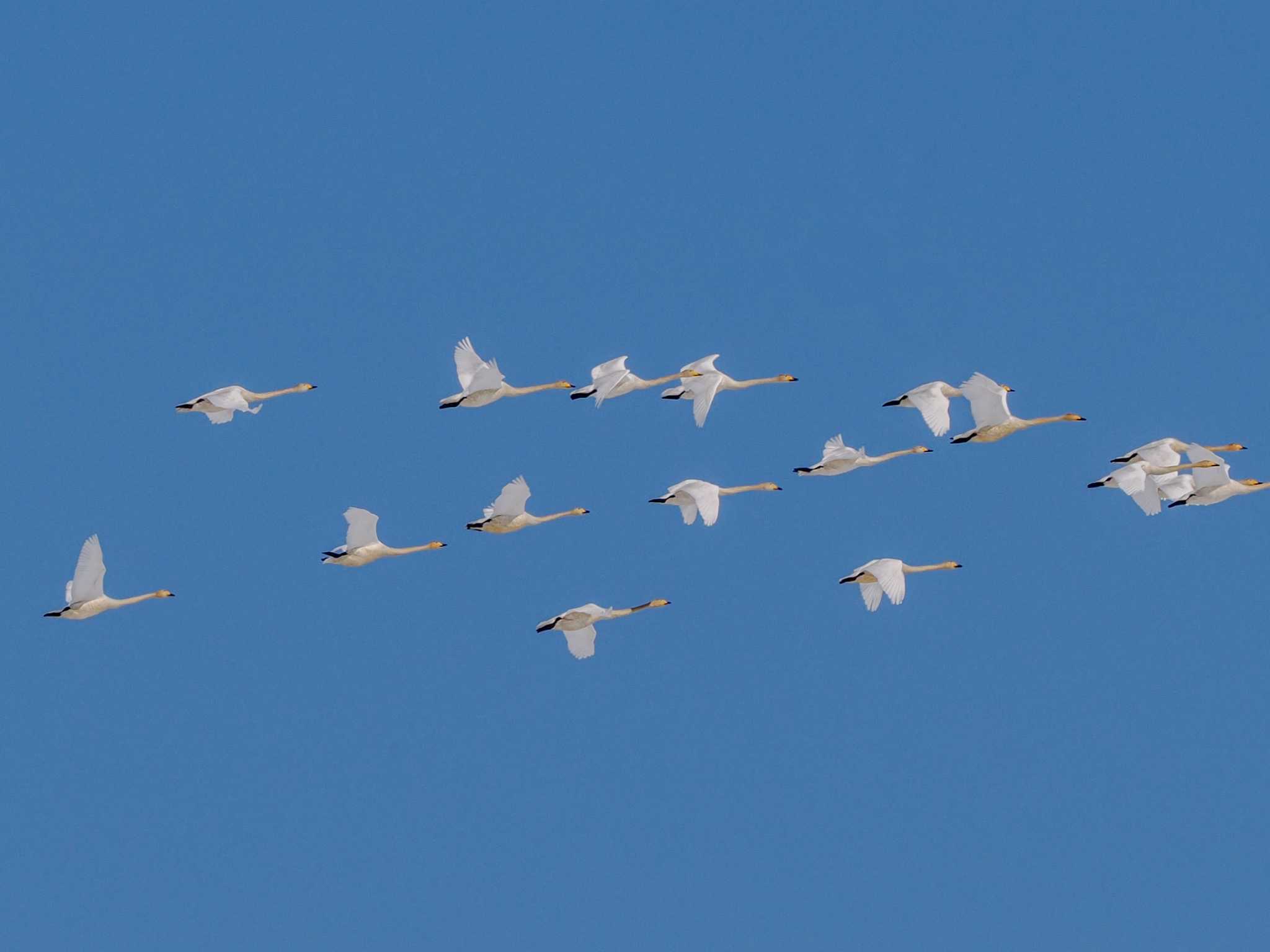 Photo of Whooper Swan at 石狩 茨戸川 by 98_Ark (98ｱｰｸ)