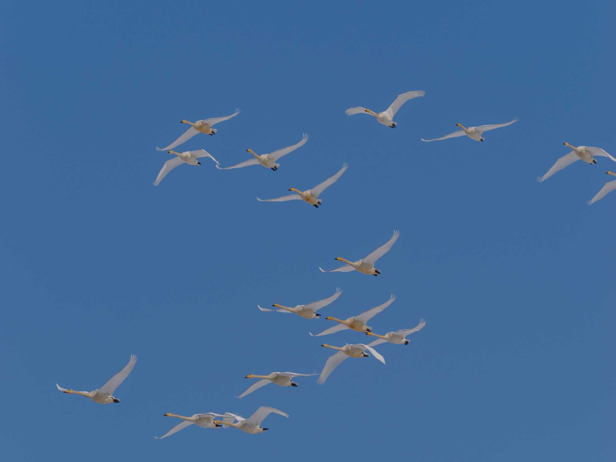 Whooper Swan