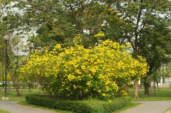 Unknown Species Wachirabenchathat Park(Suan Rot Fai) Unknown Date
