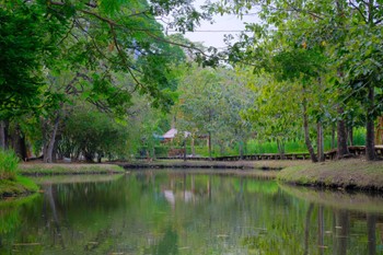 Unknown Species Wachirabenchathat Park(Suan Rot Fai) Unknown Date