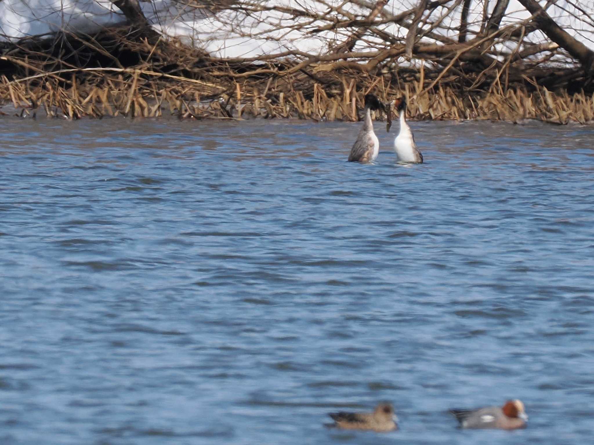 Great Crested Grebe