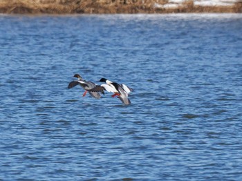 Common Merganser 石狩 茨戸川 Wed, 3/20/2024