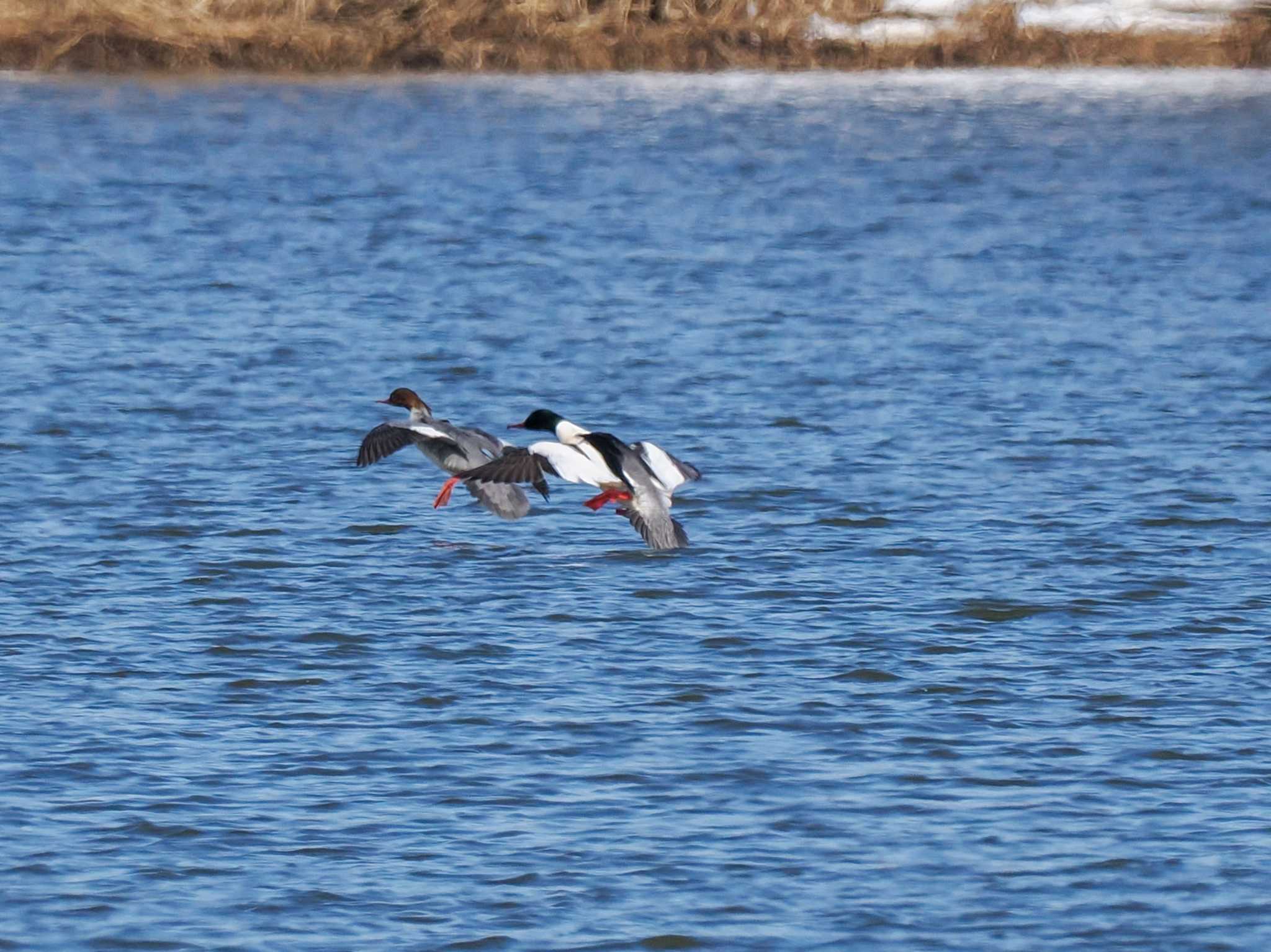 Photo of Common Merganser at 石狩 茨戸川 by 98_Ark (98ｱｰｸ)