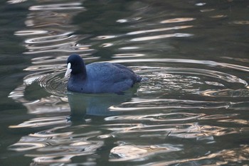 2018年12月13日(木) 昆陽池の野鳥観察記録