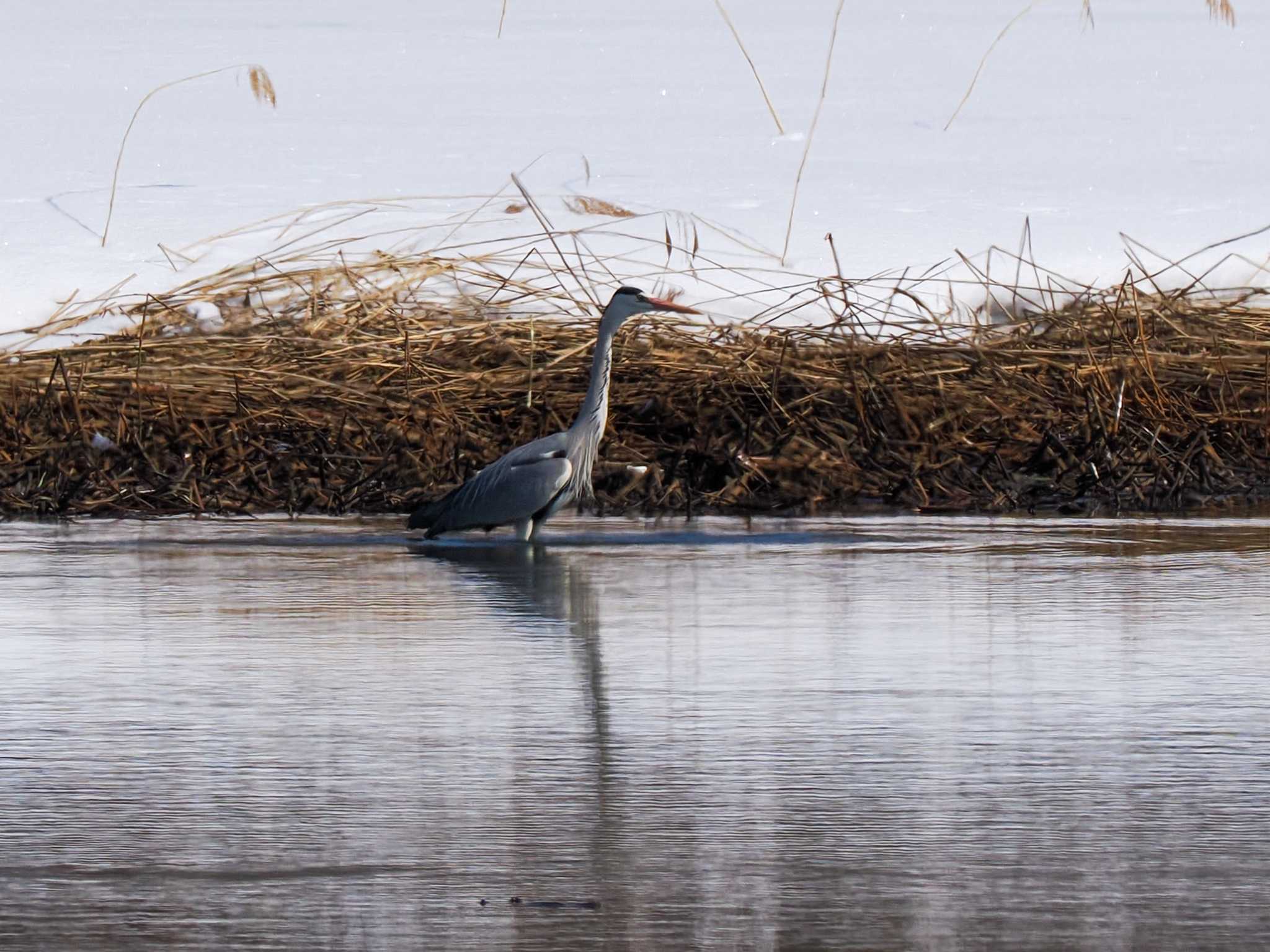 Photo of Grey Heron at 石狩 茨戸川 by 98_Ark (98ｱｰｸ)