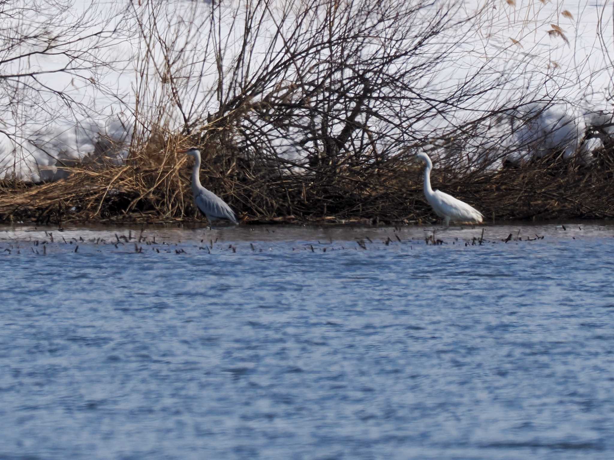 Photo of Great Egret at 石狩 茨戸川 by 98_Ark (98ｱｰｸ)