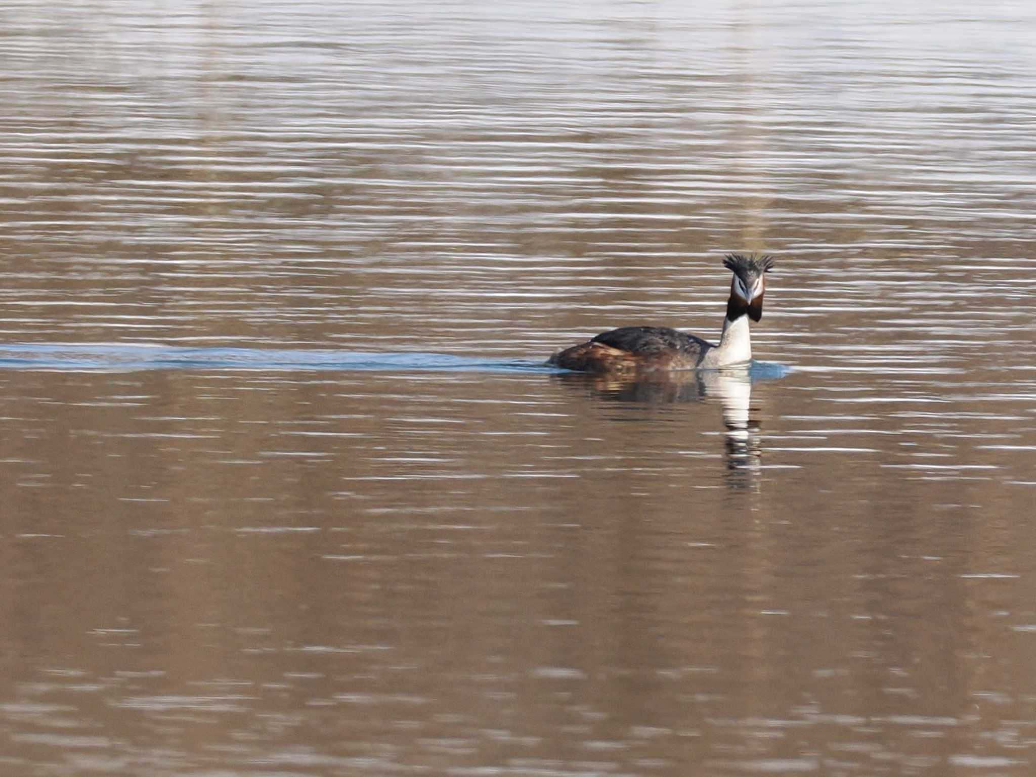 Photo of Great Crested Grebe at 石狩 茨戸川 by 98_Ark (98ｱｰｸ)