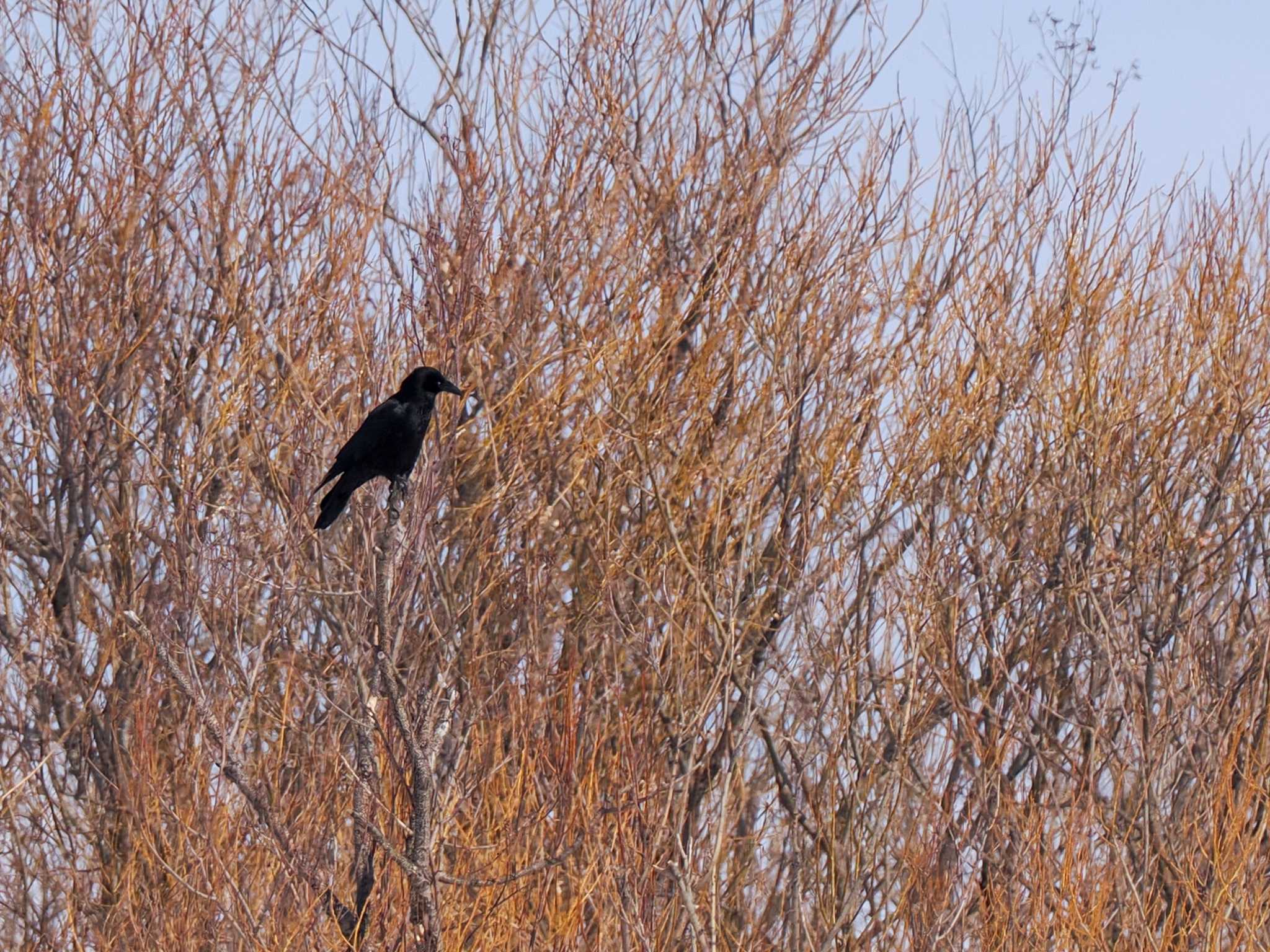 Photo of Carrion Crow at 石狩 茨戸川 by 98_Ark (98ｱｰｸ)