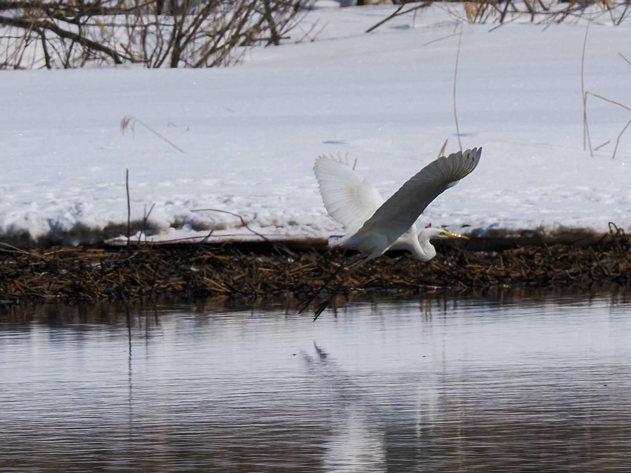 Great Egret