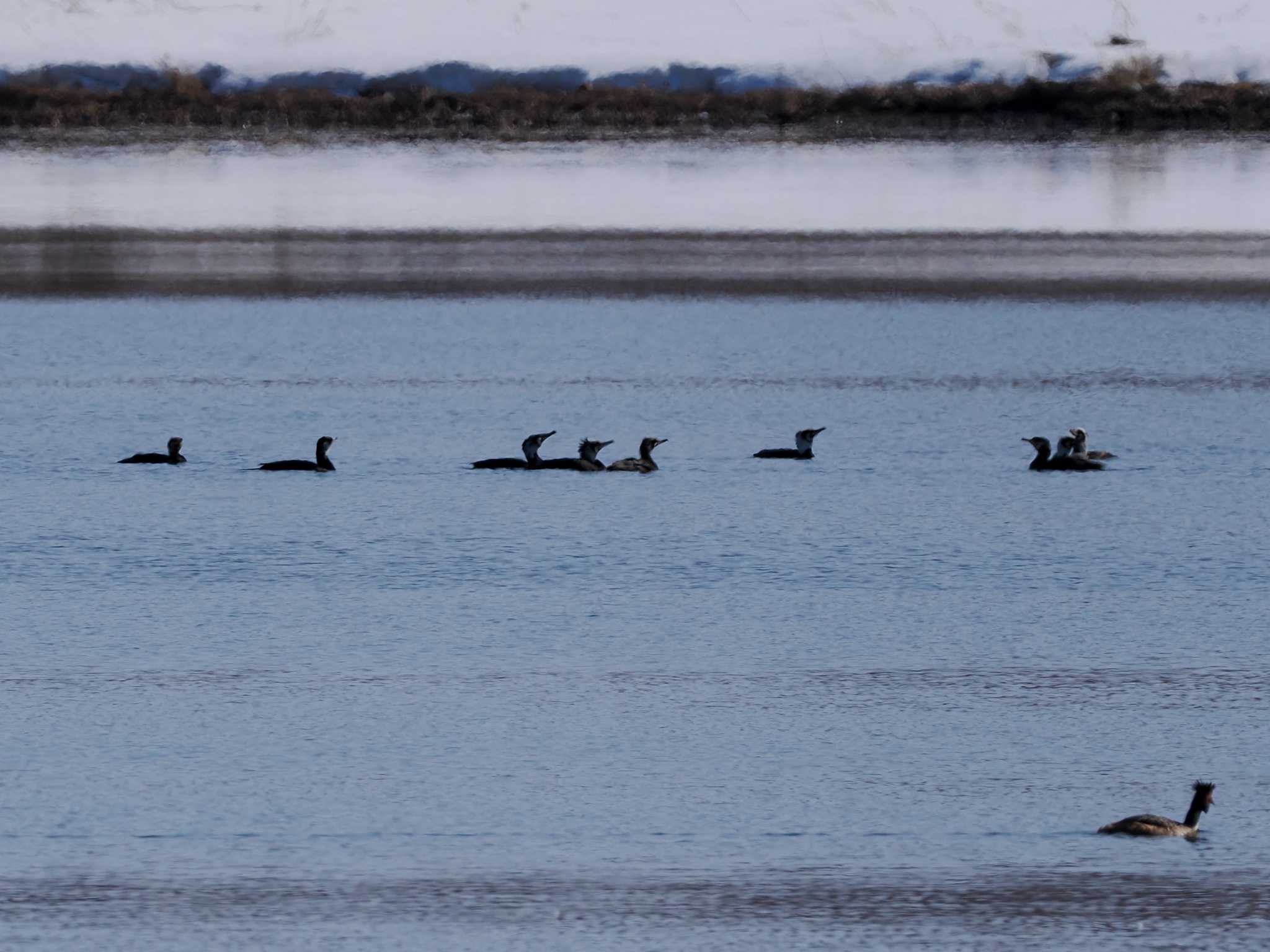 Photo of Great Cormorant at 石狩 茨戸川 by 98_Ark (98ｱｰｸ)