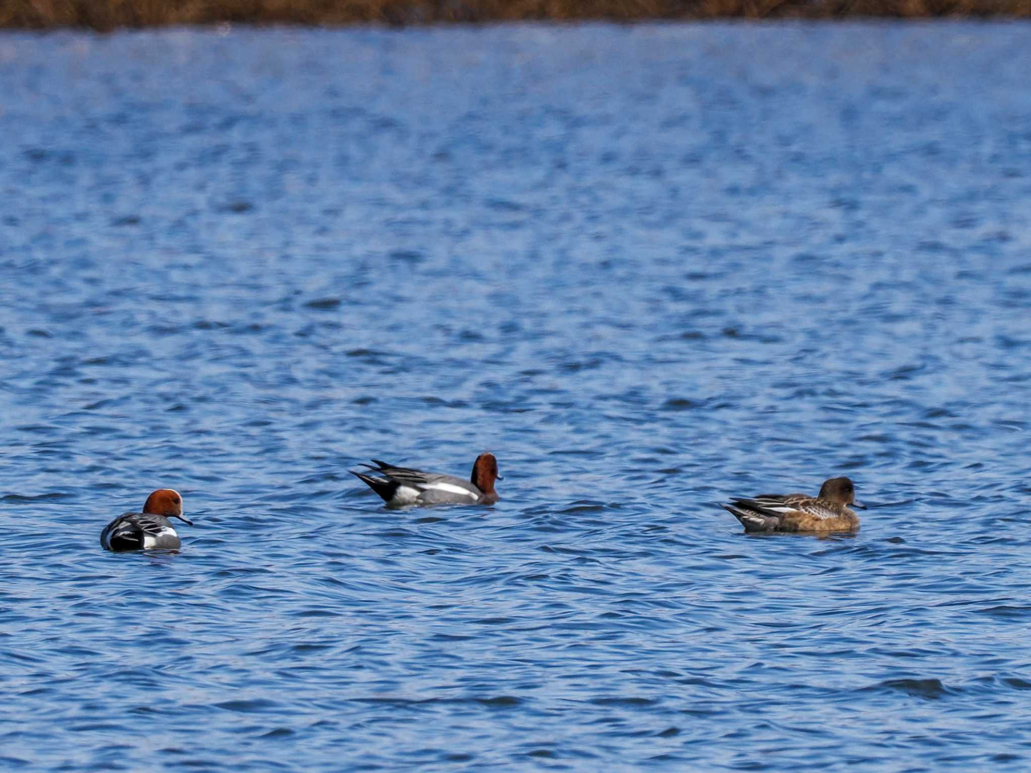 Photo of Eurasian Wigeon at 石狩 茨戸川 by 98_Ark (98ｱｰｸ)