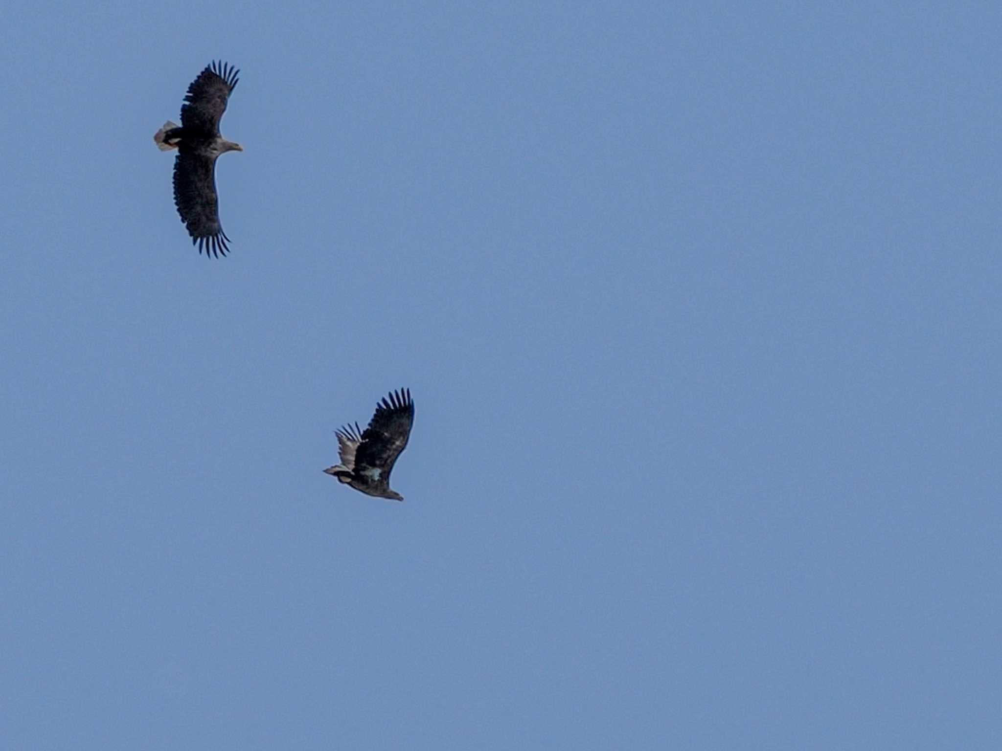 Photo of White-tailed Eagle at 石狩 茨戸川 by 98_Ark (98ｱｰｸ)