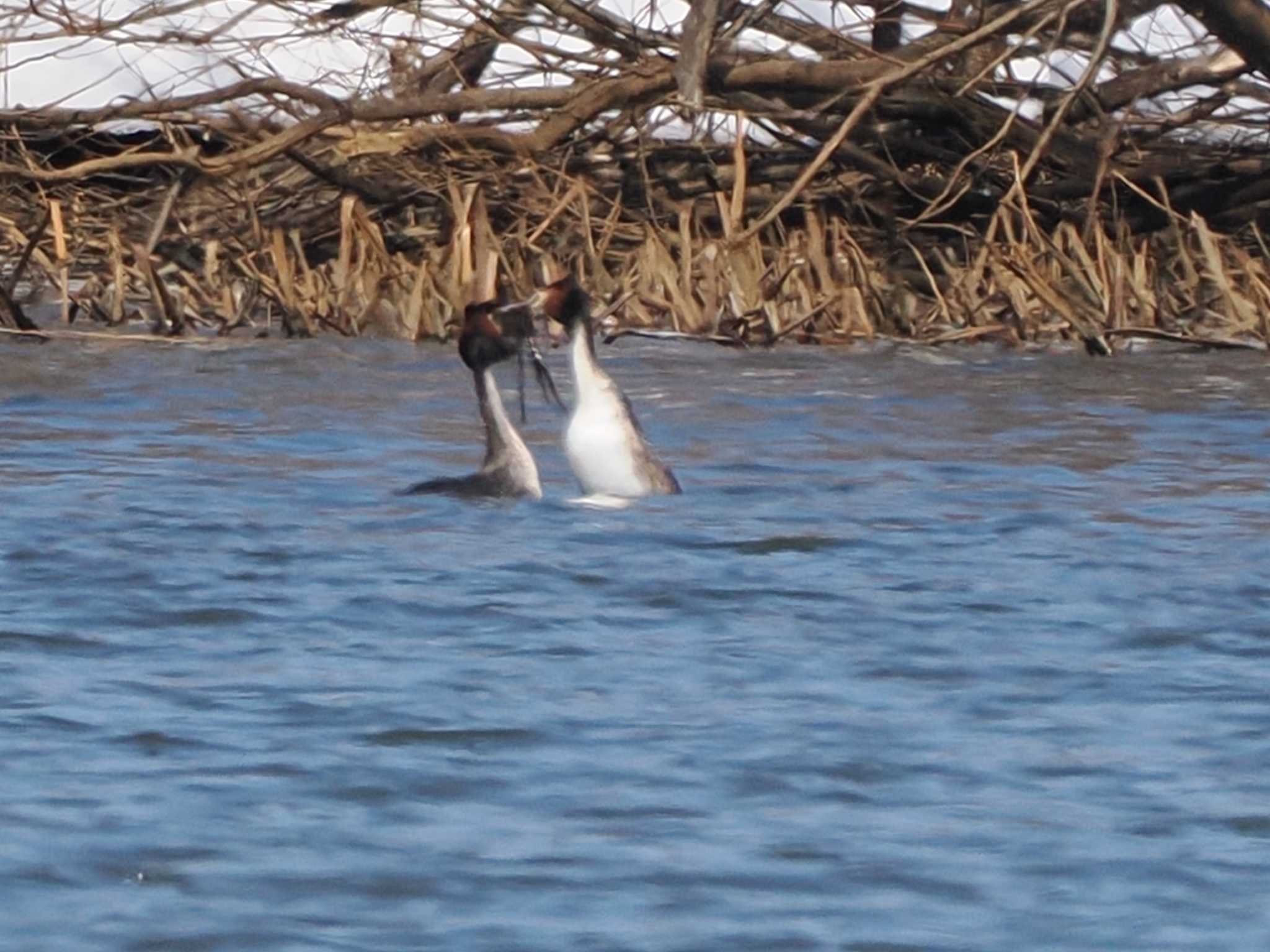 Great Crested Grebe