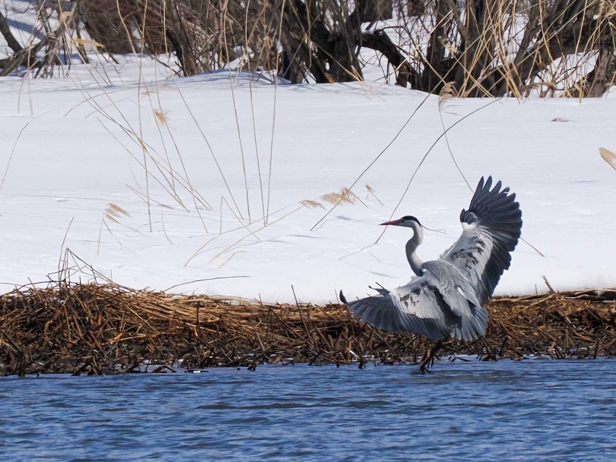 Grey Heron