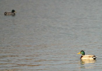 マガモ 昆陽池 2018年12月13日(木)