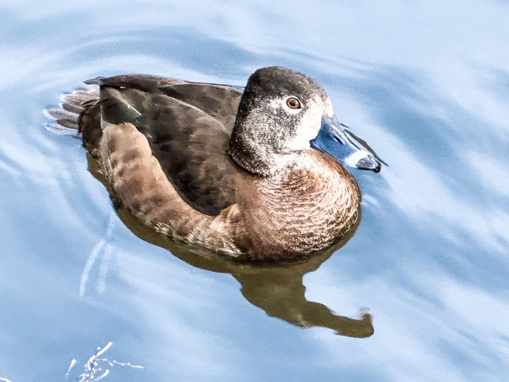 こども自然公園 (大池公園/横浜市) クビワキンクロの写真 by HIKARI  ξ(｡◕ˇ◊ˇ◕｡)ξ