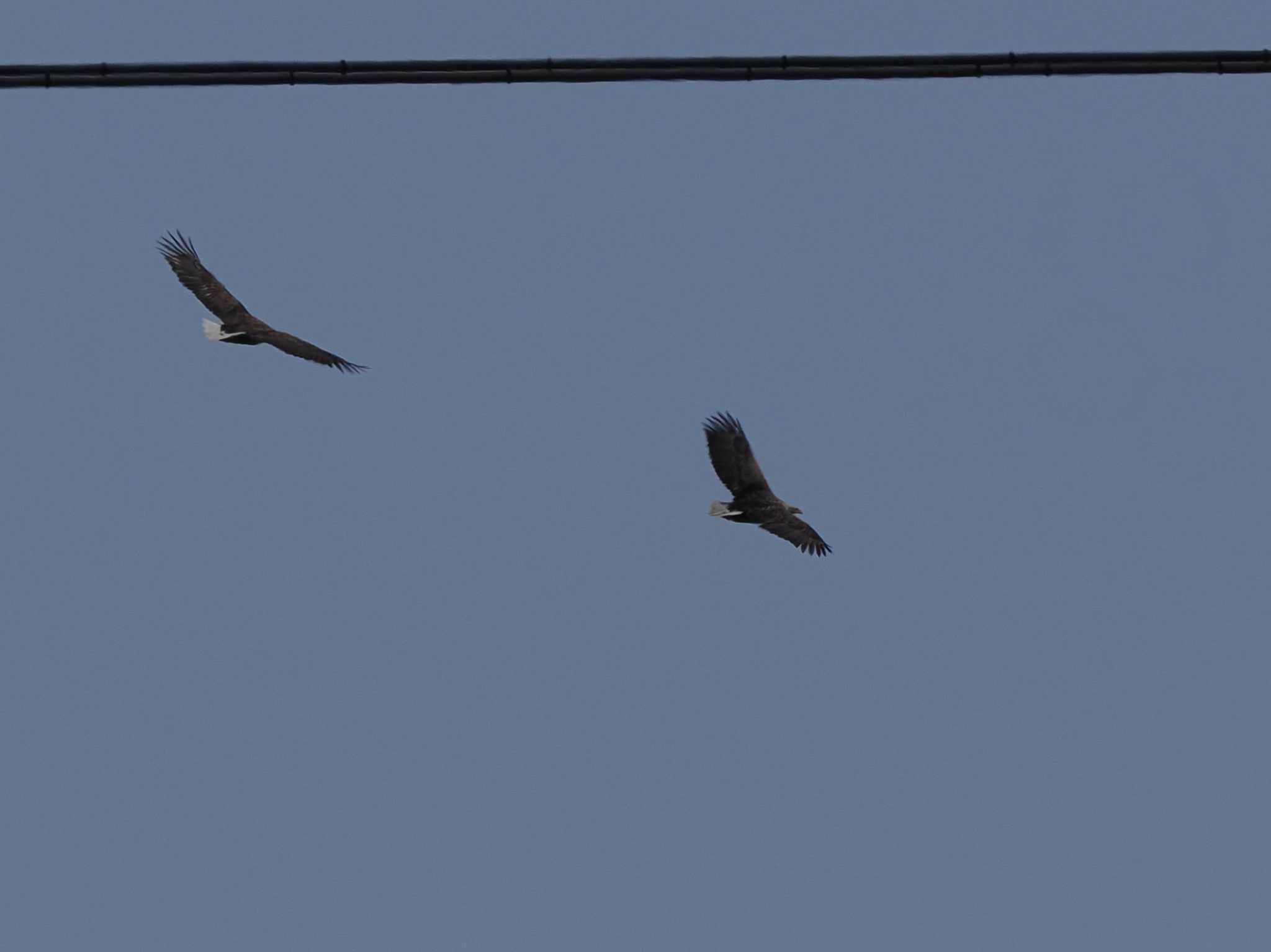 Photo of White-tailed Eagle at 石狩 茨戸川 by 98_Ark (98ｱｰｸ)