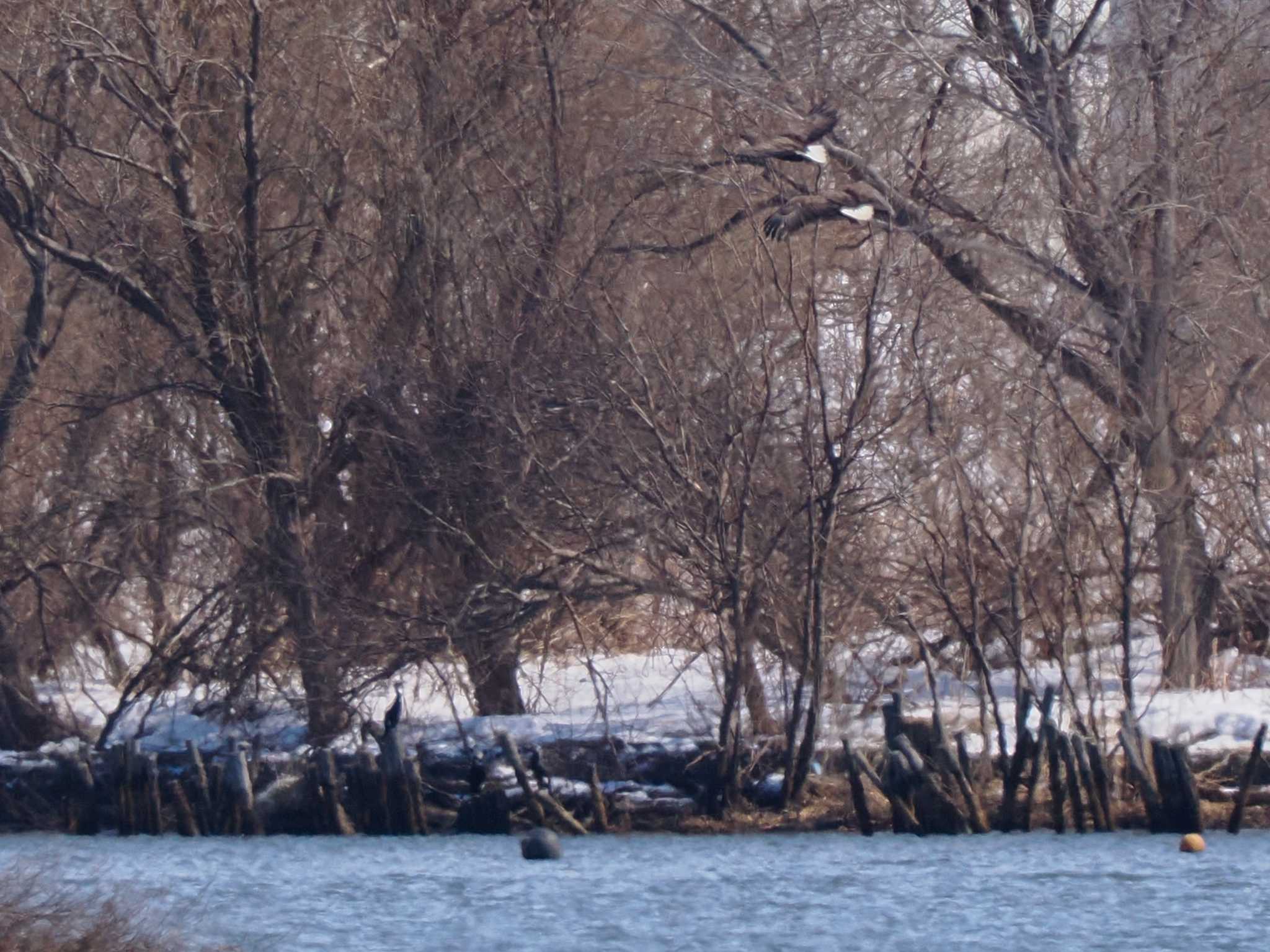 White-tailed Eagle