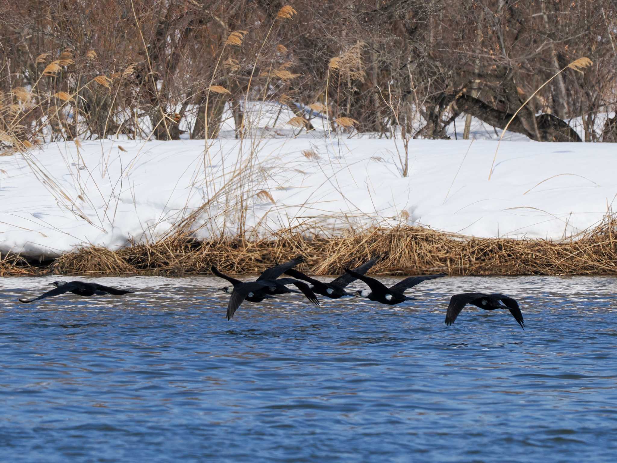 Photo of Great Cormorant at 石狩 茨戸川 by 98_Ark (98ｱｰｸ)