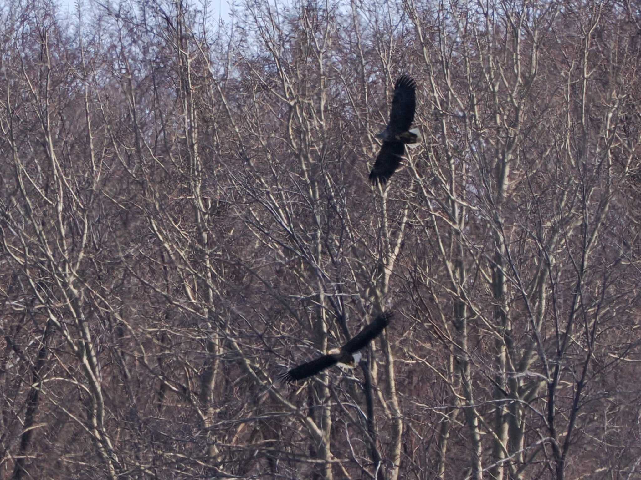 Photo of White-tailed Eagle at 石狩 茨戸川 by 98_Ark (98ｱｰｸ)