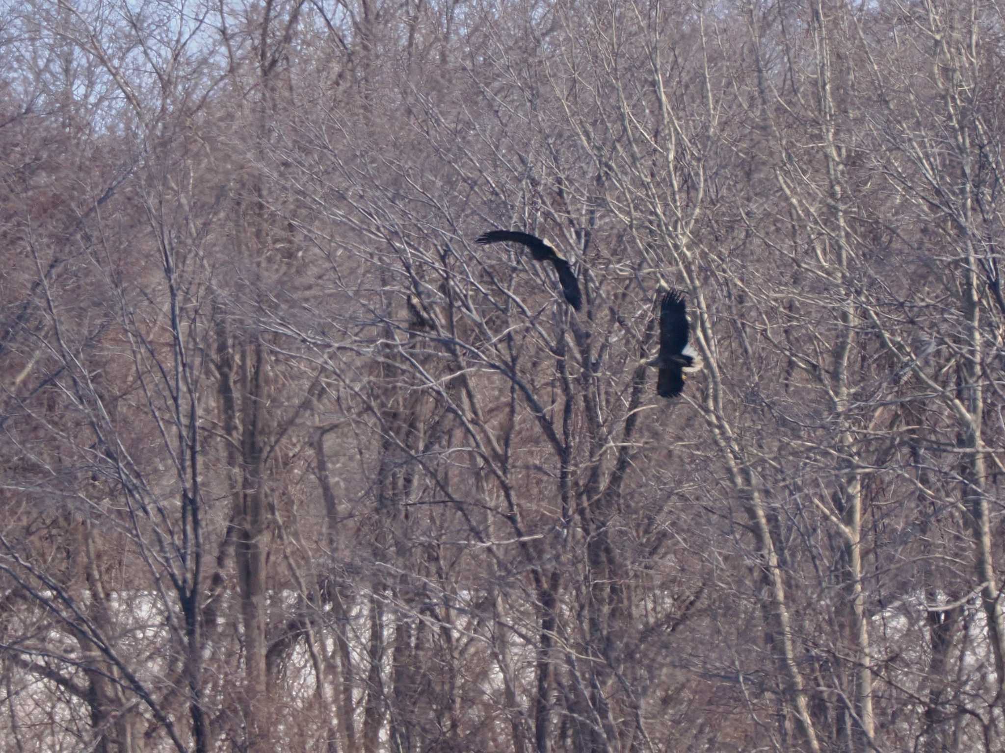 Photo of White-tailed Eagle at 石狩 茨戸川 by 98_Ark (98ｱｰｸ)