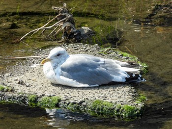 Sat, 3/16/2024 Birding report at 恩田川