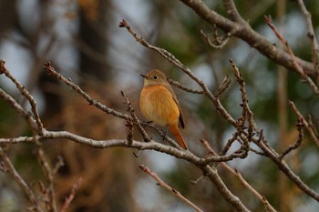 ジョウビタキ 葛西臨海公園 2024年1月28日(日)