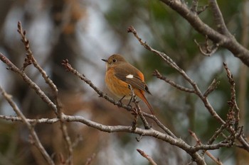 ジョウビタキ 葛西臨海公園 2024年1月28日(日)