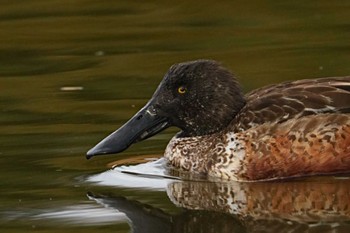 ハシビロガモ 葛西臨海公園 2024年1月28日(日)