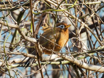 Wed, 3/20/2024 Birding report at 津久井湖城山公園