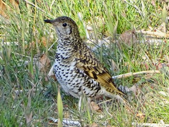 White's Thrush Maioka Park Wed, 3/20/2024