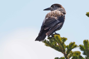 Spotted Nutcracker 黒斑山 Sat, 4/4/2020