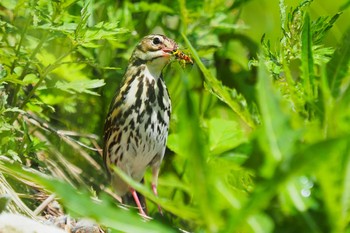 Olive-backed Pipit 北岳(南アルプス) Sat, 8/10/2019