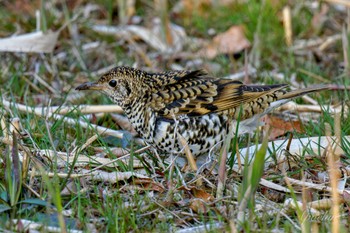 White's Thrush Maioka Park Wed, 3/20/2024