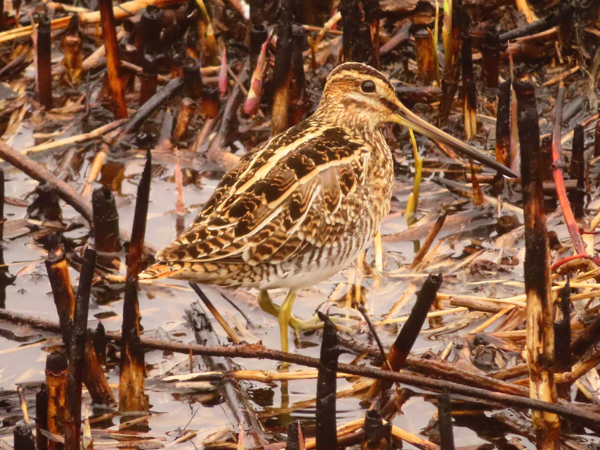 Photo of Common Snipe at 伊庭内湖 by ゆ